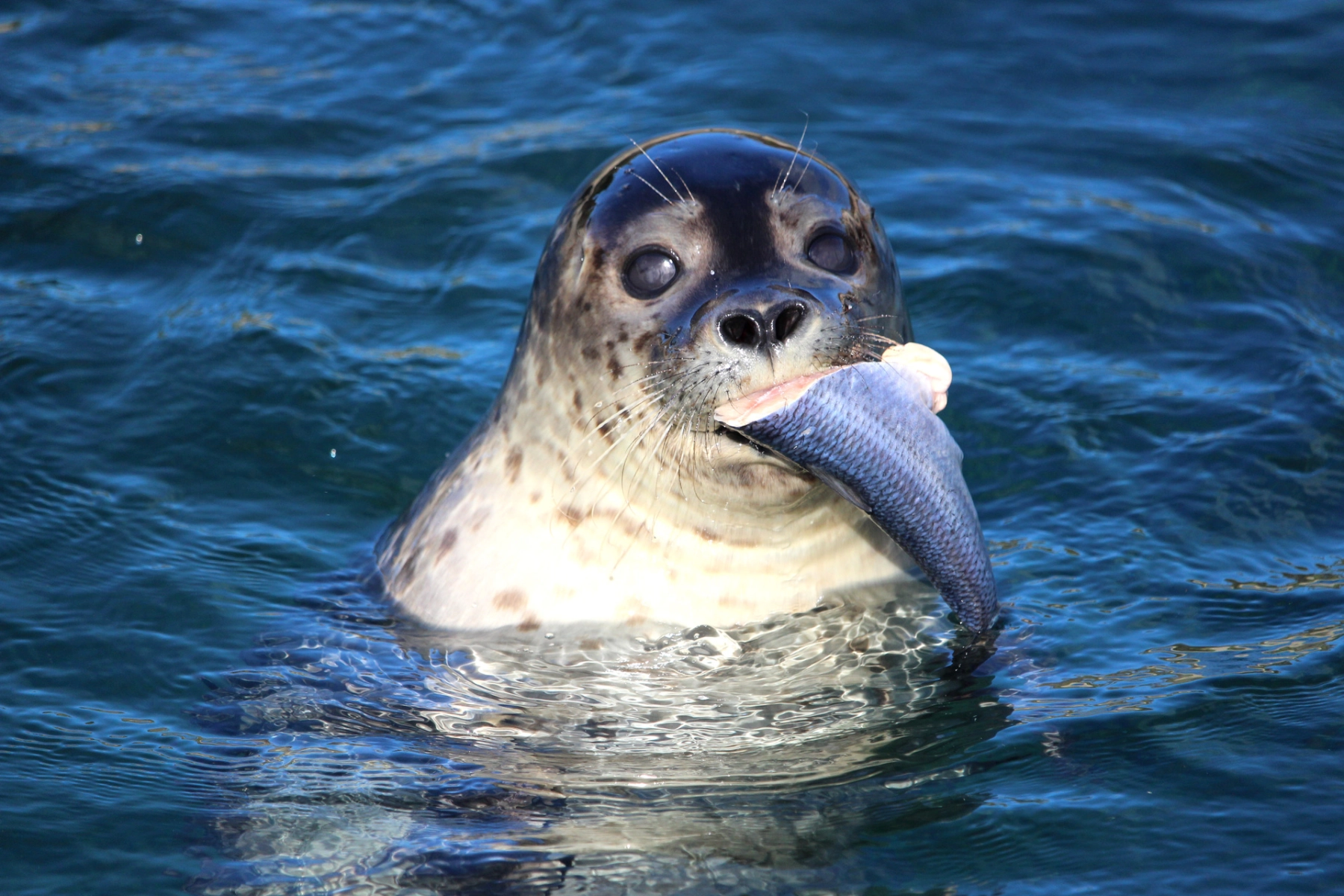 Nordsøen Oceanarium_sel.jpg