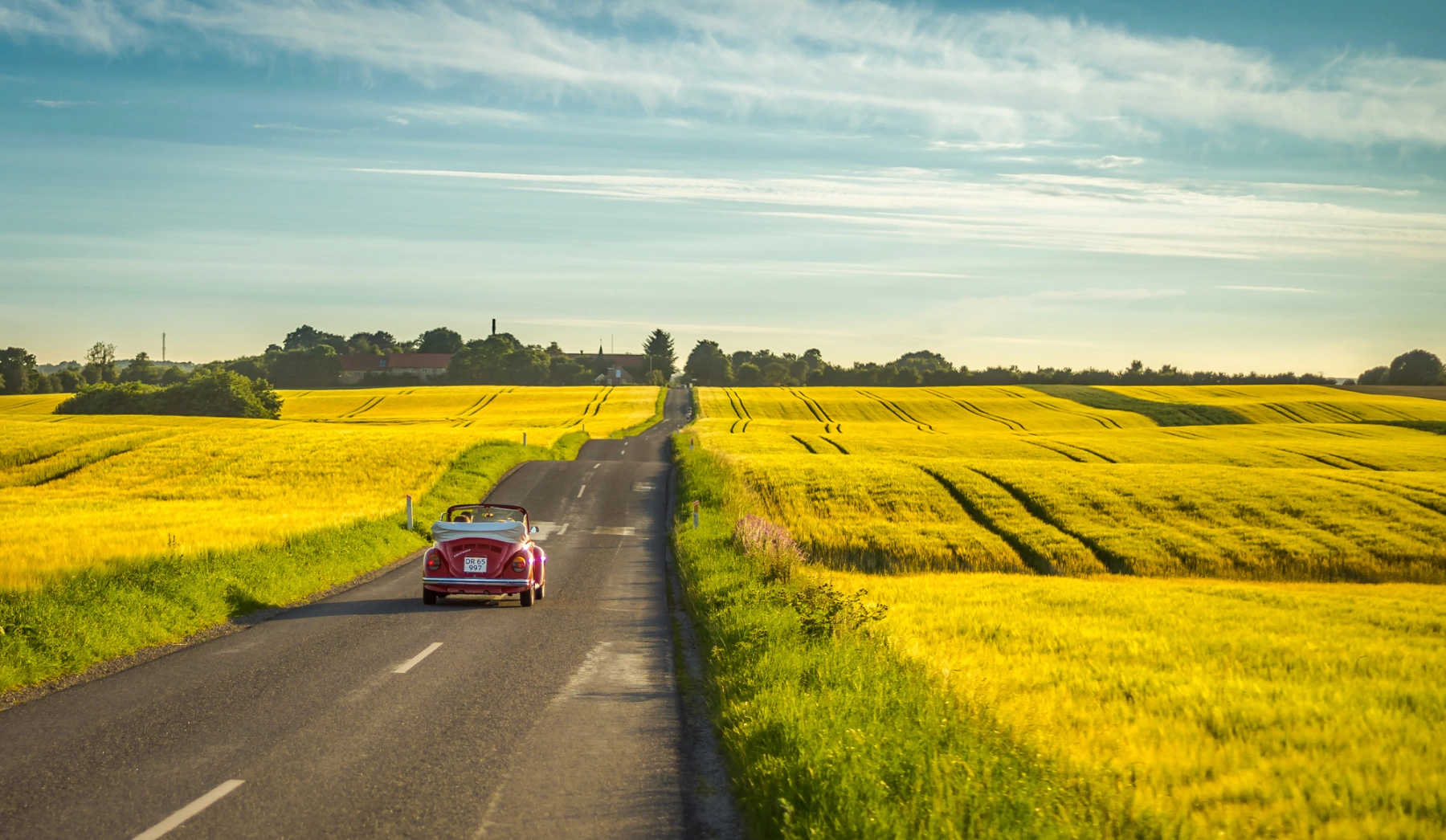 Yellow-field-near-Aarhus_Photo-Dennis-Borup-Jakobsen.jpg