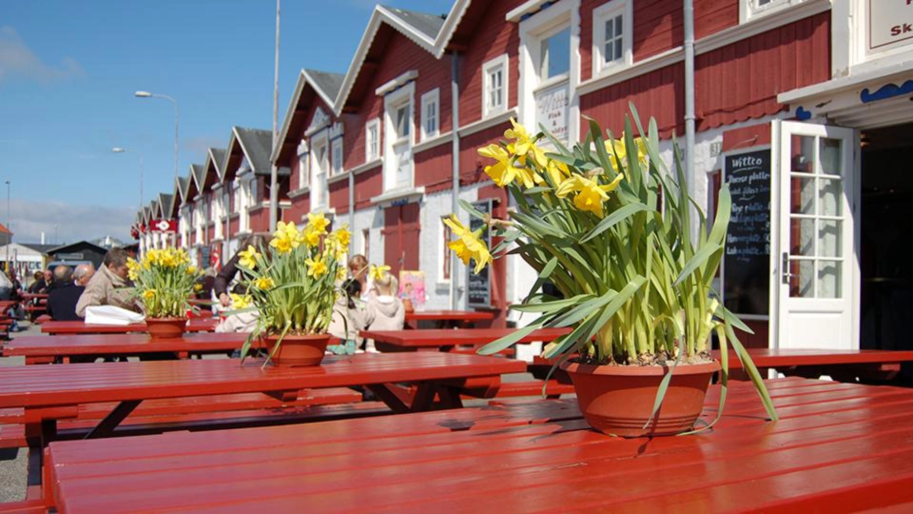 Påskeliljer Skagen.jpg