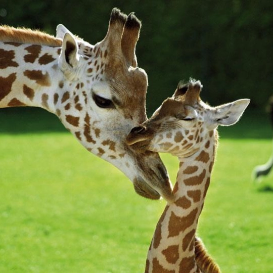 Aalborg zoo sjiraff.jpg