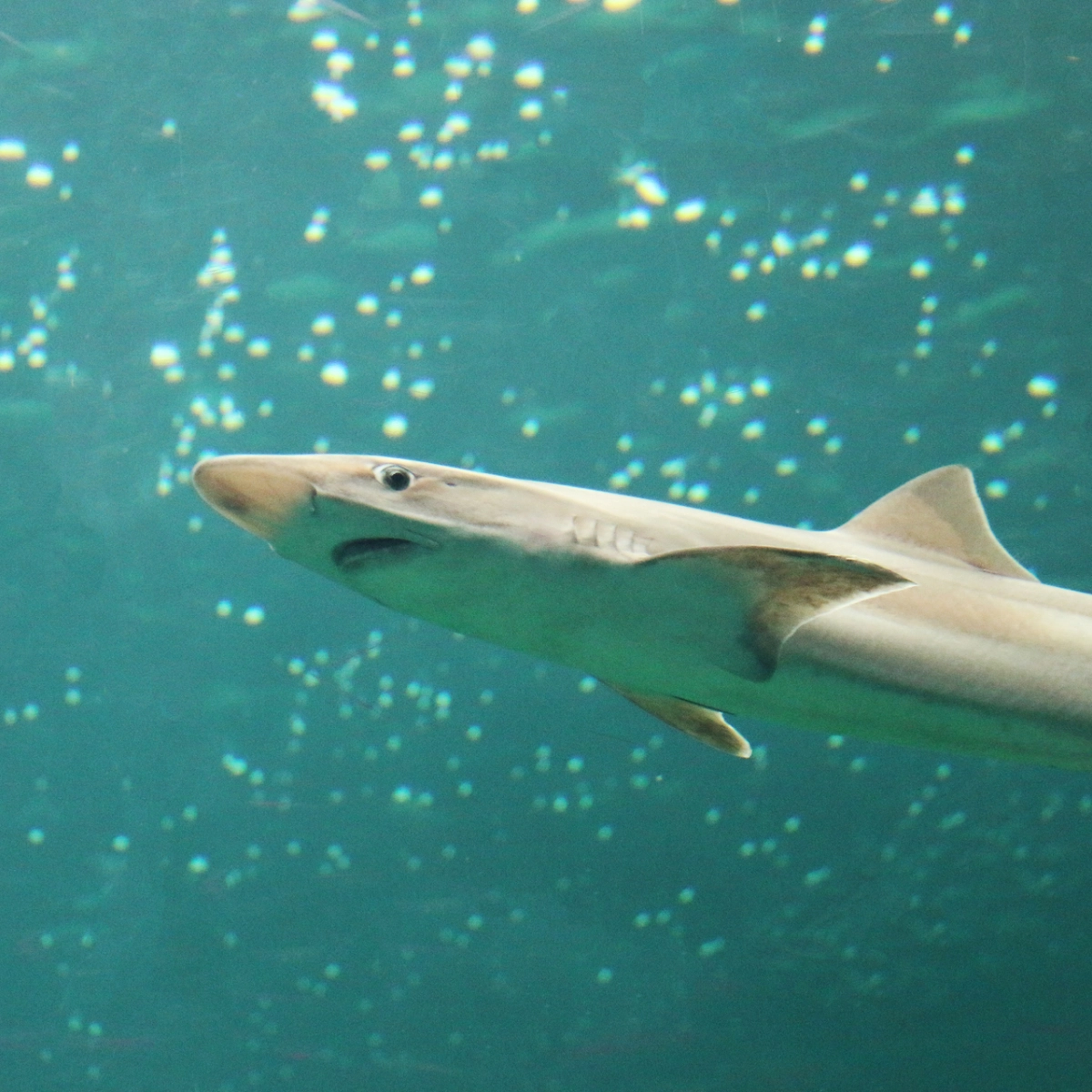 Nordsøen Oceanarium_hai.jpg