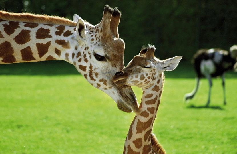 Aalborg zoo sjiraff.jpg