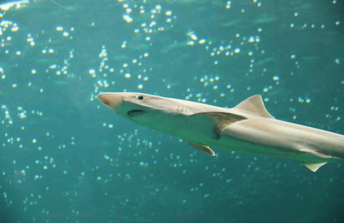 Nordsøen Oceanarium_hai.jpg