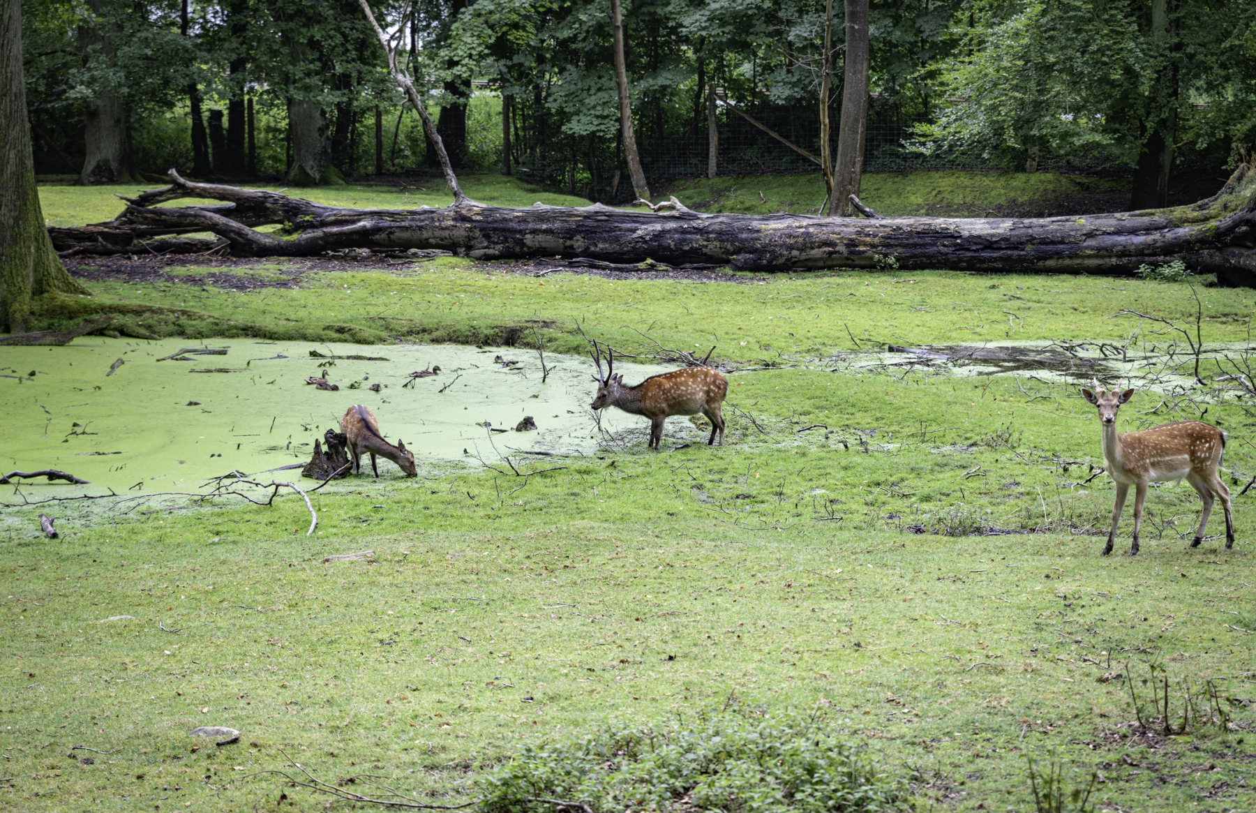 Vejle rådyr Chris Willemsen.jpg