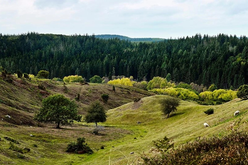 Comwell bakker natur.jpg