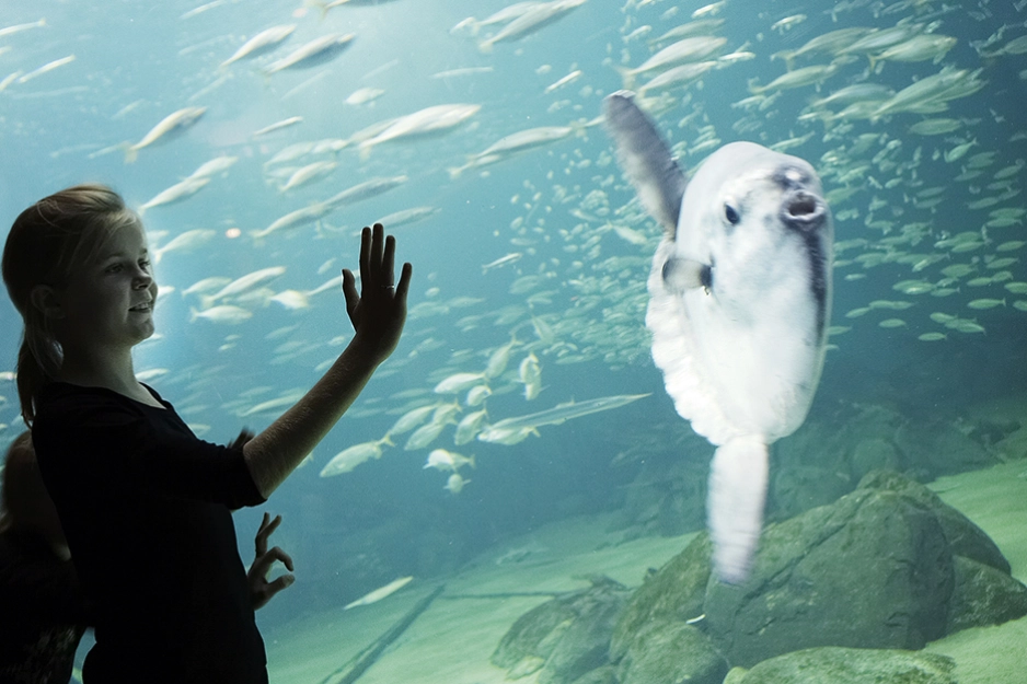 Nordsøen oceanarium.jpg