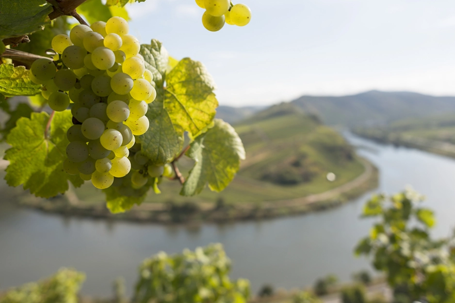 Vindruer i Tyskland.jpg