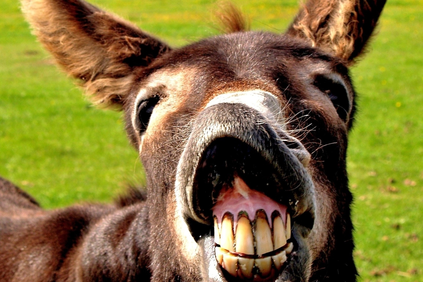 Esel i Hirtshals.jpg