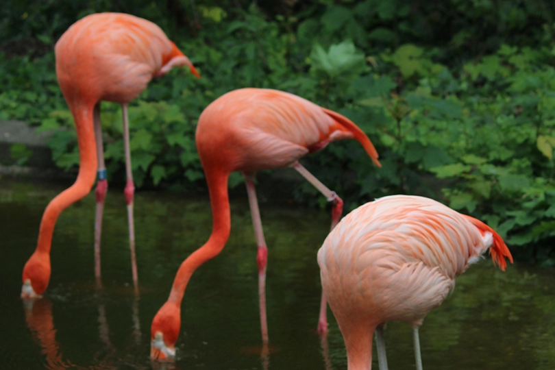 Aalborg zoo flamingo.jpg