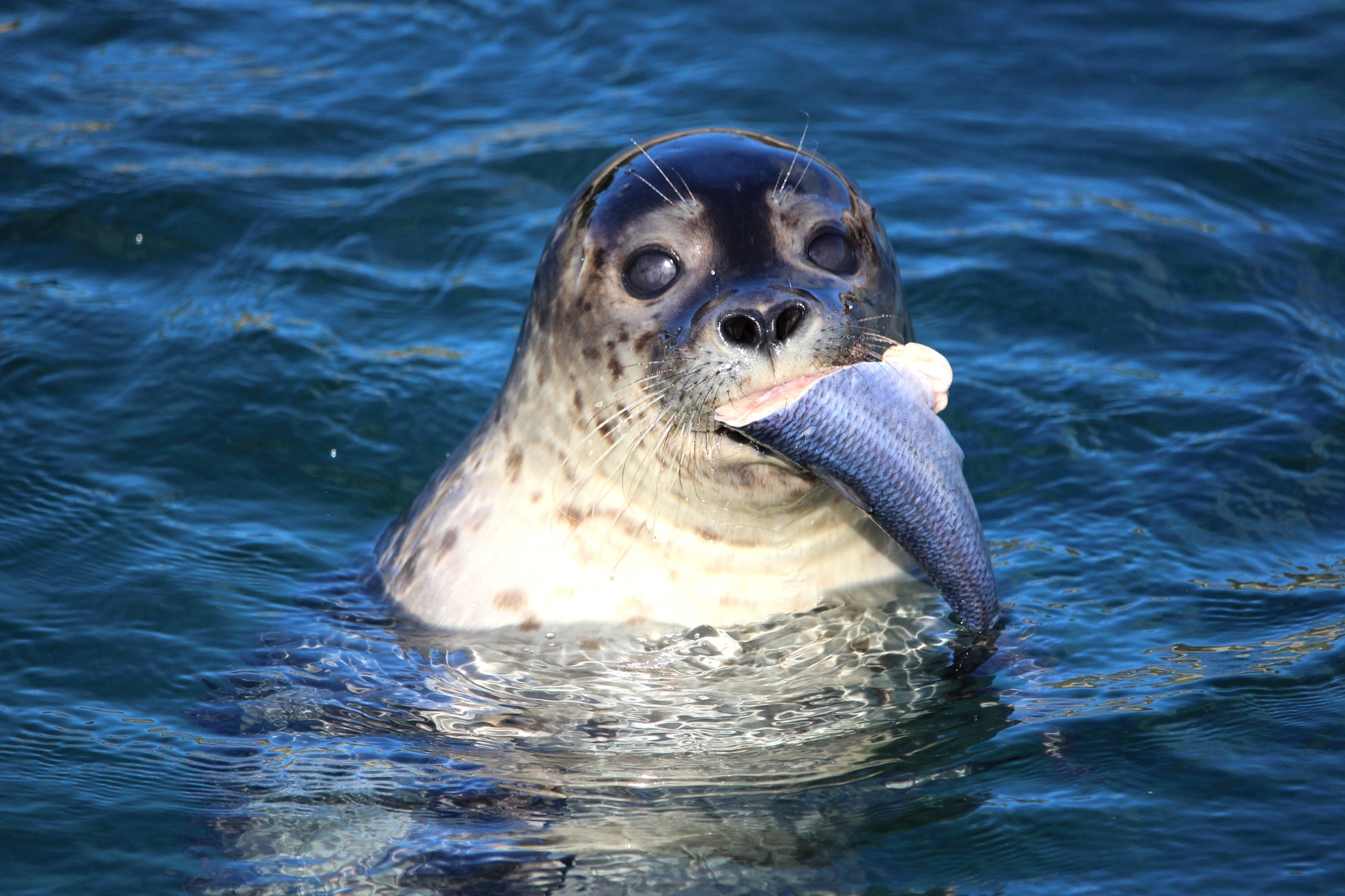 Nords&oslash;en Oceanarium_sel.jpg