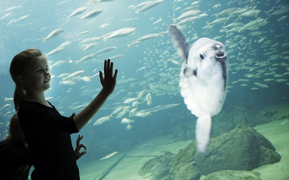 Nords&oslash;en oceanarium.jpg