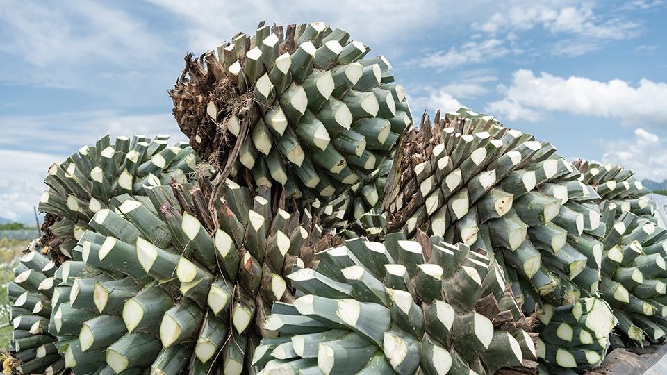 Agave.jpg