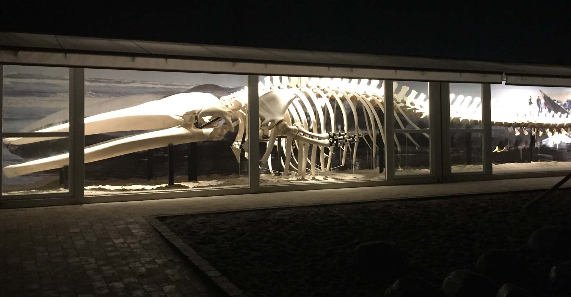 Nords&oslash;en Oceanarium_skjelett.jpg