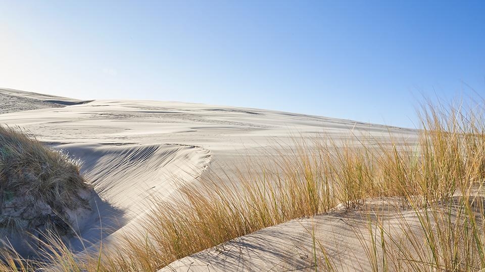 Skagen Klitplantage.jpg