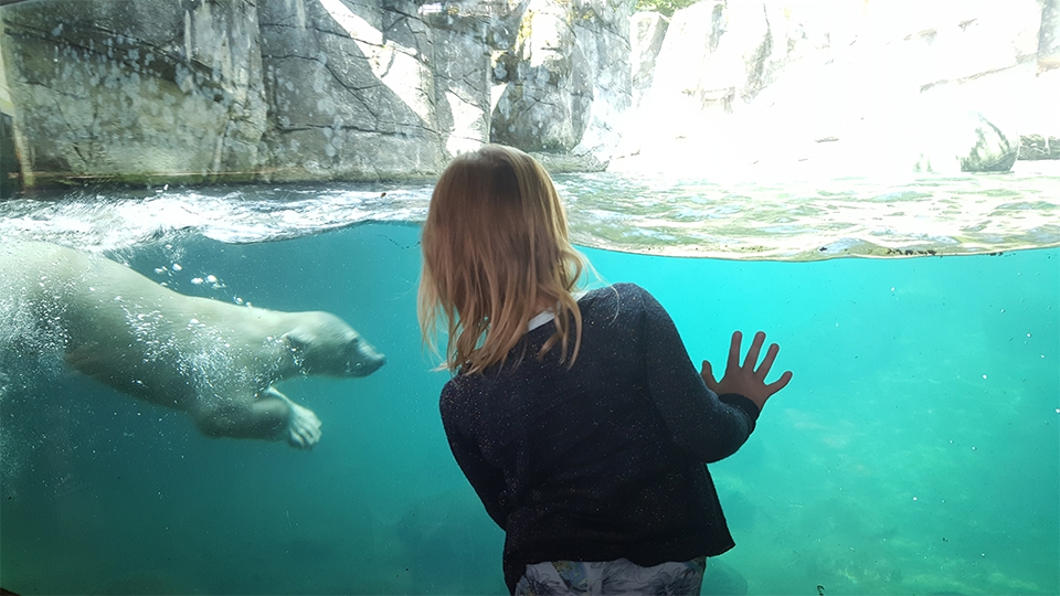 aalborg zoo isbjoern.jpg